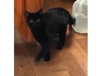 Adopt Raven a Domestic Short Hair