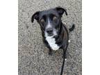 Adopt Lady a Black Labrador Retriever, Border Collie