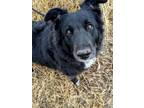 Adopt Bess a Border Collie, Mixed Breed