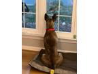 Adopt Kayla a Plott Hound, Basenji