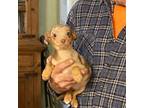 Miniature Pinscher Puppy for sale in Okeechobee, FL, USA