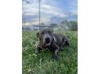 Adopt Indira a Pit Bull Terrier, Mixed Breed