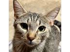 Adopt Purrrrfect a Tabby