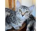 Adopt Meow-velous a Tabby