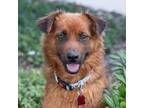 Adopt Lark a Shepherd, Collie