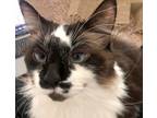 Adopt Sugar a Domestic Long Hair