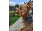 Adopt Bonnie a Yorkshire Terrier