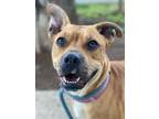 Adopt Tatum a Pit Bull Terrier