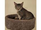 Lillian, Domestic Shorthair For Adoption In Sykesville, Maryland