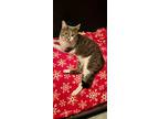 Lou, Domestic Shorthair For Adoption In Sykesville, Maryland