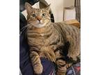 Stormy, Domestic Shorthair For Adoption In Sykesville, Maryland