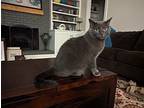 Zoe19, Russian Blue For Adoption In Youngsville, North Carolina