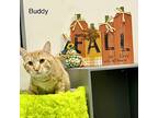 Buddy, Domestic Shorthair For Adoption In Calimesa, California