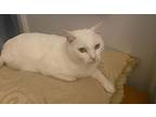 Luna: Courtesy Post, Domestic Shorthair For Adoption In New York, New York