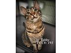 Tabby, Domestic Shorthair For Adoption In Barnwell, South Carolina