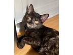 Blaze23, Domestic Shorthair For Adoption In Youngsville, North Carolina