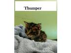 Thumper, Domestic Shorthair For Adoption In Barnwell, South Carolina