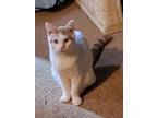 Montana, Domestic Shorthair For Adoption In Sykesville, Maryland
