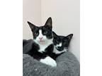 Terrance And Trixie, American Shorthair For Adoption In Fort Lauderdale, Florida