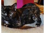 Oakley, Domestic Shorthair For Adoption In Sykesville, Maryland