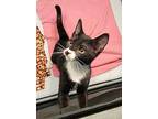 Saturn, Domestic Shorthair For Adoption In Sykesville, Maryland