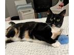 Zoey, Domestic Shorthair For Adoption In Los Angeles, California