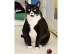 Pooky, Domestic Shorthair For Adoption In Huntington, New York