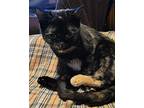 Torrie, Domestic Shorthair For Adoption In Sykesville, Maryland