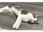 Mr. Handsome, American Shorthair For Adoption In Fort Lauderdale, Florida