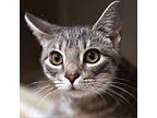 Regina: Courtesy Post, Domestic Shorthair For Adoption In New York, New York