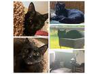 Nightlight, Domestic Shorthair For Adoption In Roachdale, Indiana