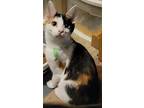 Clover, Domestic Shorthair For Adoption In Sykesville, Maryland
