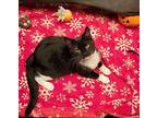 Gabby, Domestic Shorthair For Adoption In Sykesville, Maryland
