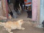Barn Cats/kittens, Domestic Mediumhair For Adoption In Kellyville, Oklahoma