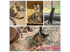 India (also Known As Precious), Domestic Shorthair For Adoption In Roachdale