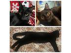 Finn And Java, Domestic Shorthair For Adoption In Roachdale, Indiana
