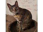 Mocha, Domestic Shorthair For Adoption In Sykesville, Maryland