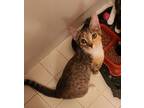 Justice, Domestic Shorthair For Adoption In Sykesville, Maryland