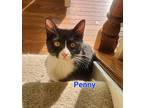 Penny, Domestic Shorthair For Adoption In Sykesville, Maryland
