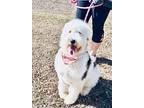 Hannah, Old English Sheepdog For Adoption In Clovis, New Mexico