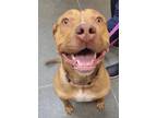 Hey There Delilah, American Pit Bull Terrier For Adoption In Williamsburg