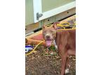 Jeanie, American Staffordshire Terrier For Adoption In Lake Charles, Louisiana