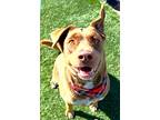 Buttercup, American Pit Bull Terrier For Adoption In Hesperia, California