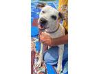 Marley, American Pit Bull Terrier For Adoption In Lake Charles, Louisiana