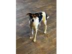 Bitsy, Border Terrier For Adoption In Oakwood, Texas