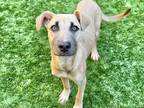 Adopt Foster or Adopt Debbie a German Shepherd Dog, Shepherd