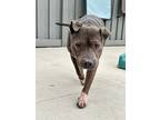 Gertie, American Pit Bull Terrier For Adoption In Matteson, Illinois