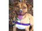 Butterscotch 'scotch', American Pit Bull Terrier For Adoption In Williamsburg