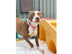 Hazel, American Pit Bull Terrier For Adoption In Matteson, Illinois