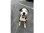 Eros, American Pit Bull Terrier For Adoption In Danville, Pennsylvania